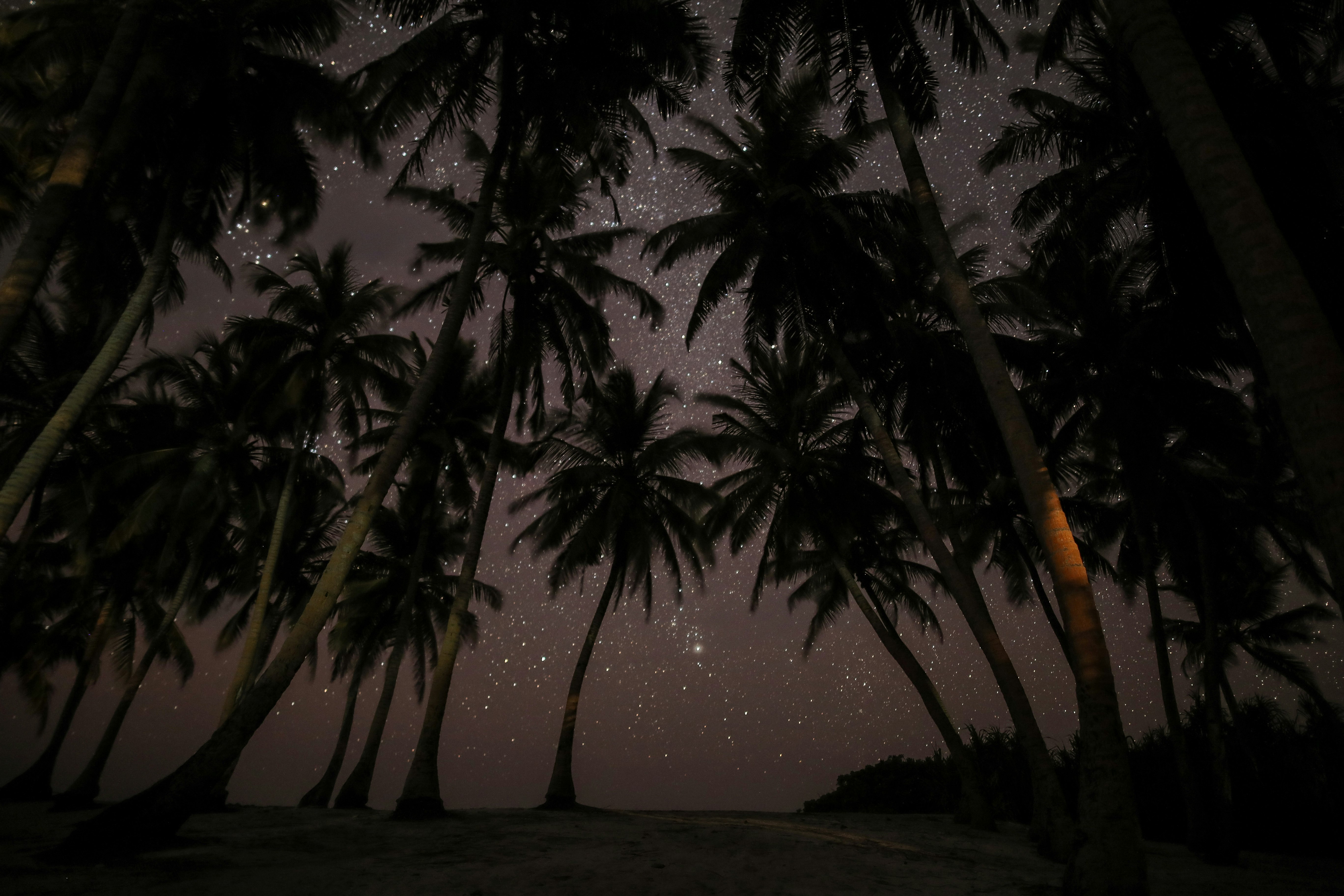 silhouette photography of coconut tress during nighttime